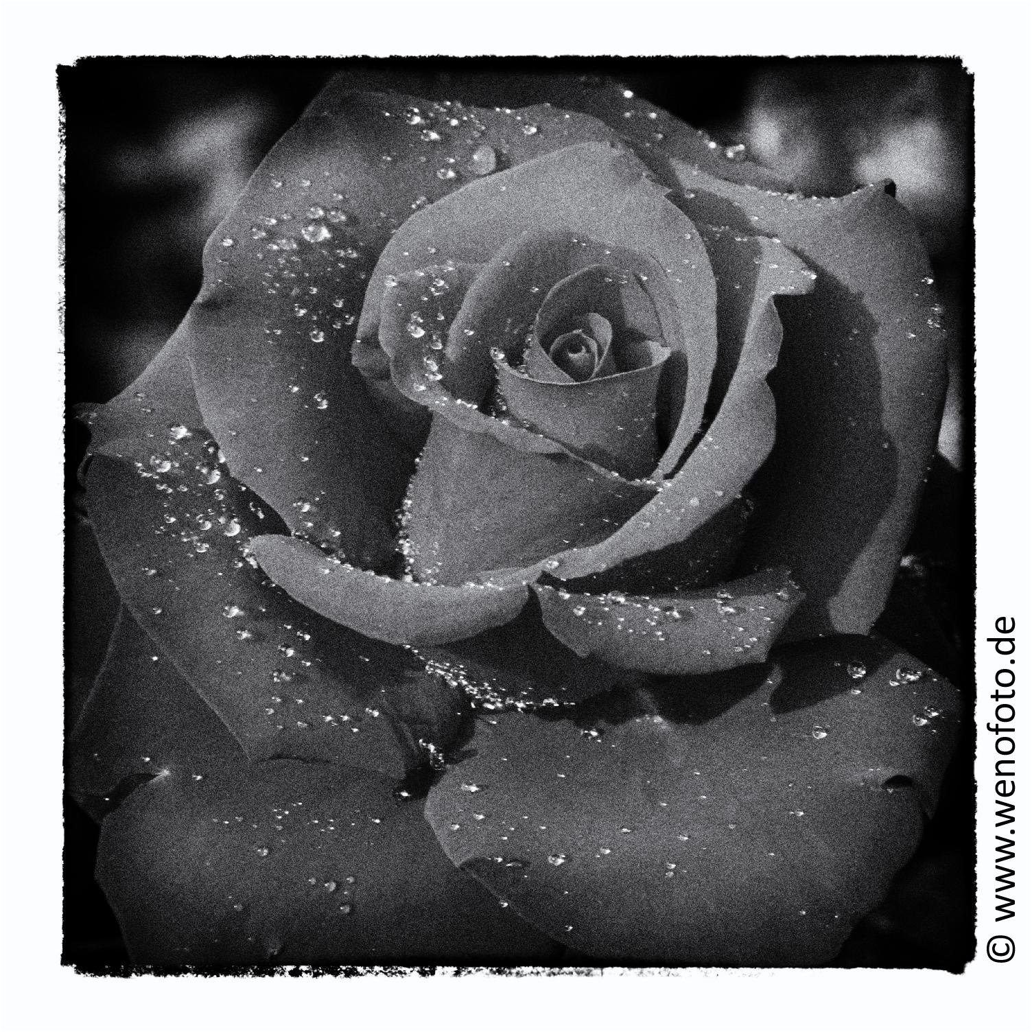 Rose 130713-016Q72dpi Film noir 1 Rand100