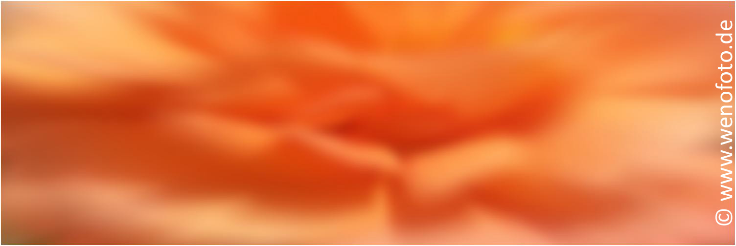 Rose 20130614_130238 Panorama 150x50 Zoom weich 125