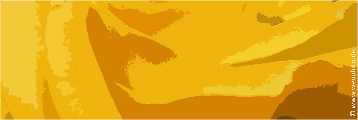 Rose 20130614_130309A. Panorama 150x50 Fotopapier Collage