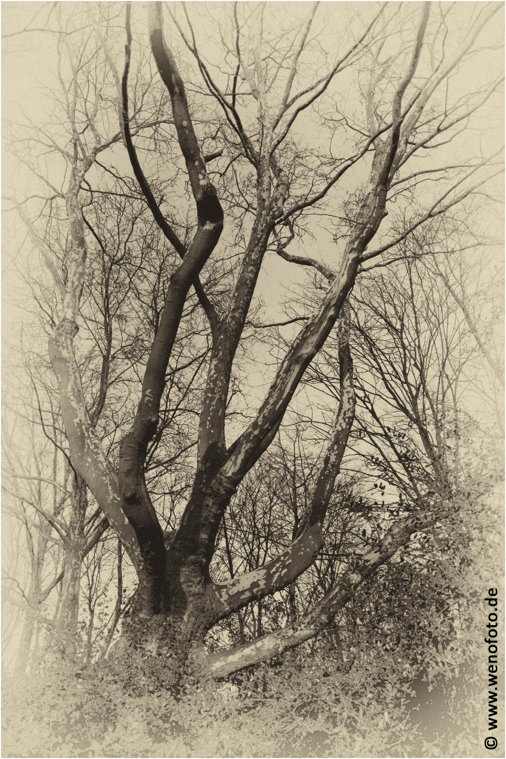 Schloss Berge 140118-060 Alte Fotoplatte II #036