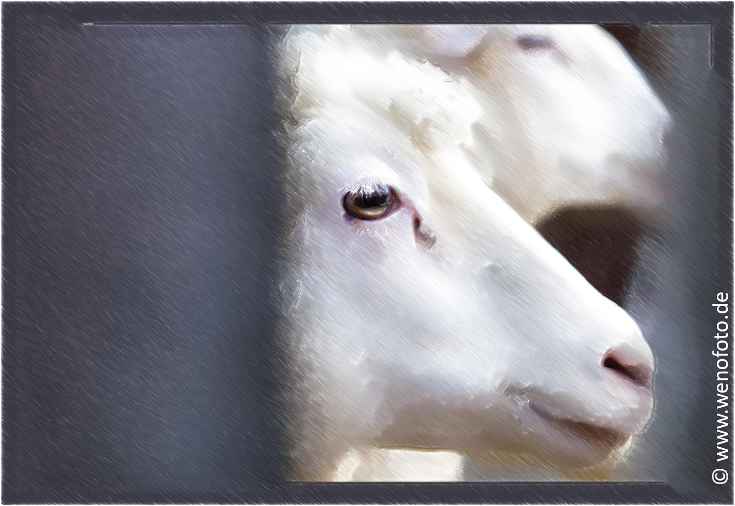 151229-006Aerw Grimberger Hof Schaf Sketch Color Hatching