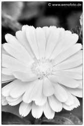 140501-003 Kuenstlerisch Highkey #020