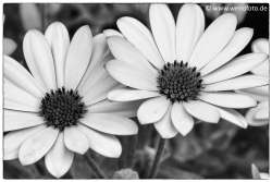 140501-009 Kuenstlerisch Highkey #020