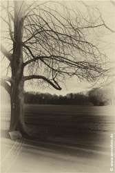 Schloss Berge 140118-010 Alte Fotoplatte II #036