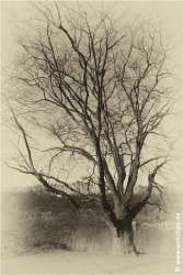 Schloss Berge 140118-021 Alte Fotoplatte II #036