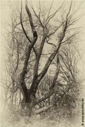 Schloss Berge 140118-060 Alte Fotoplatte II #036