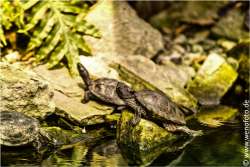 150521-011 APP Rollfilm 8