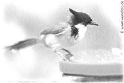 150521-014A AKVIS Expressive