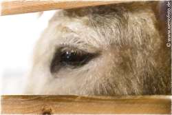 151101-007 Grimberger Hof Marvin AKVIS Sketch Color Hatching