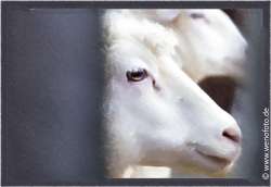 151229-006Aerw Grimberger Hof Schaf Sketch Color Hatching